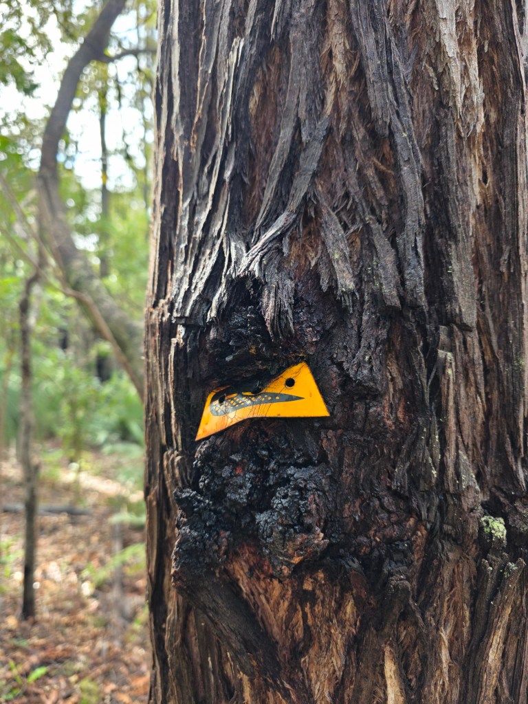 Close-up of a charred tree trunk featuring a bright yellow marker with a black design, surrounded by a lush green forest.
