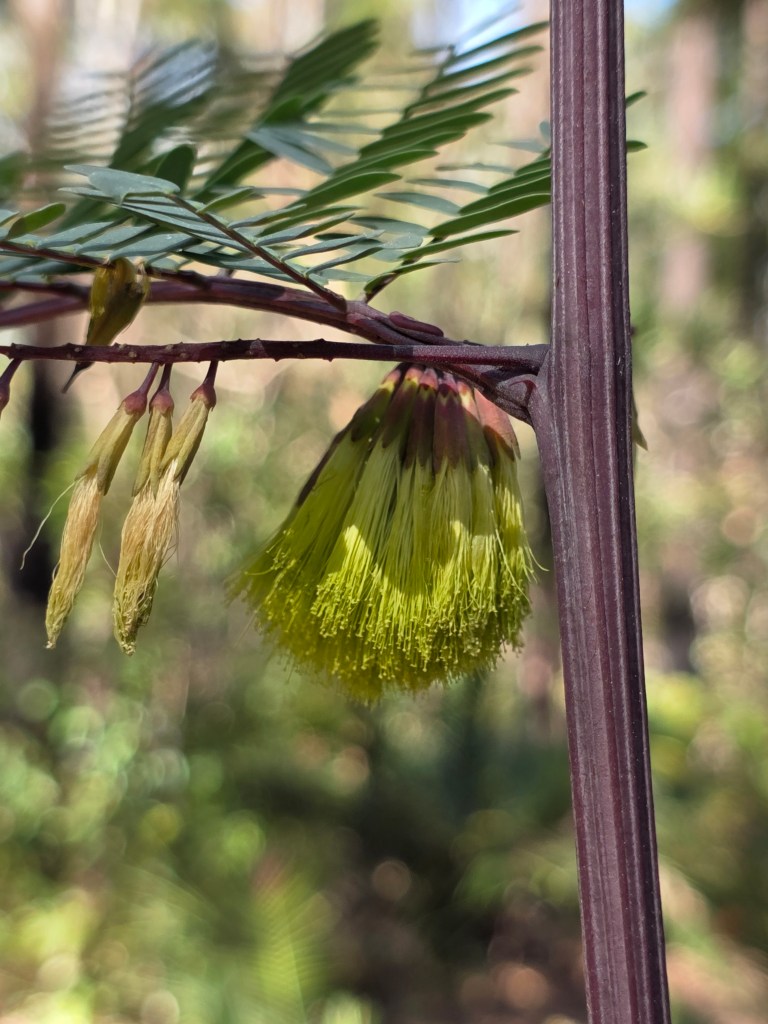 Close-up of a flowering plant with a yellow, fluffy bloom and slender, green foliage in a natural setting.