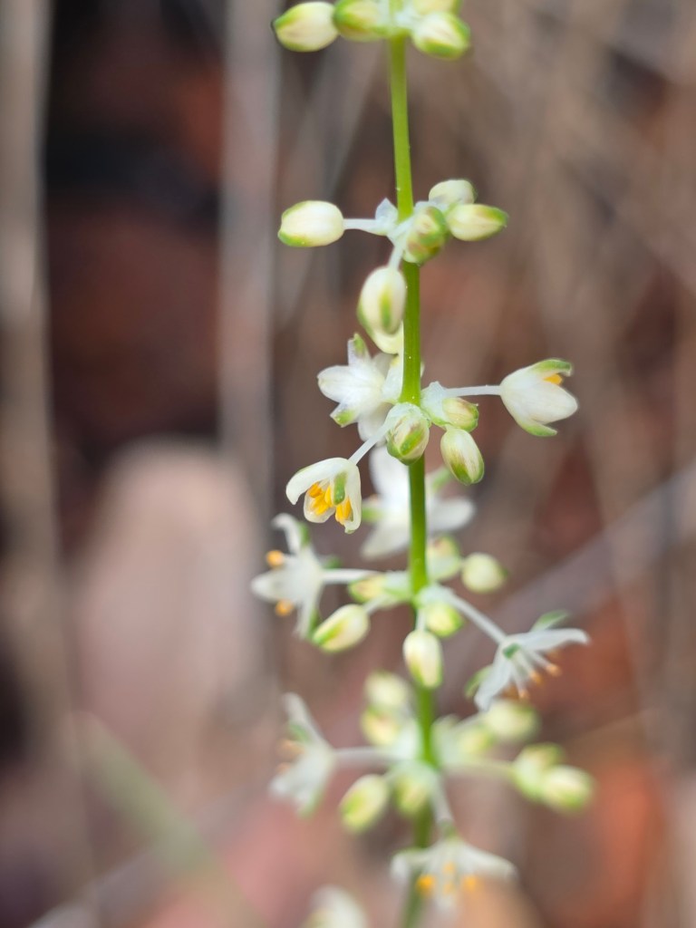 Close-up of a flowering plant with delicate white flowers and green stems, set against a blurred natural background.