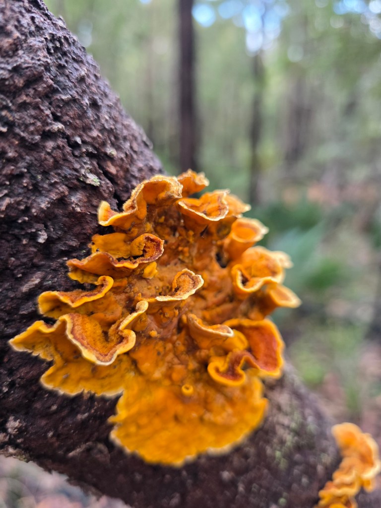 Close-up of vibrant orange-yellow fungus growing on a tree trunk in a forest setting.
