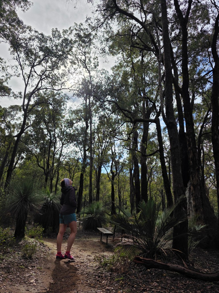 A person standing on a dirt path in a dense forest, surrounded by tall trees and lush greenery, with a wooden bench visible in the background.