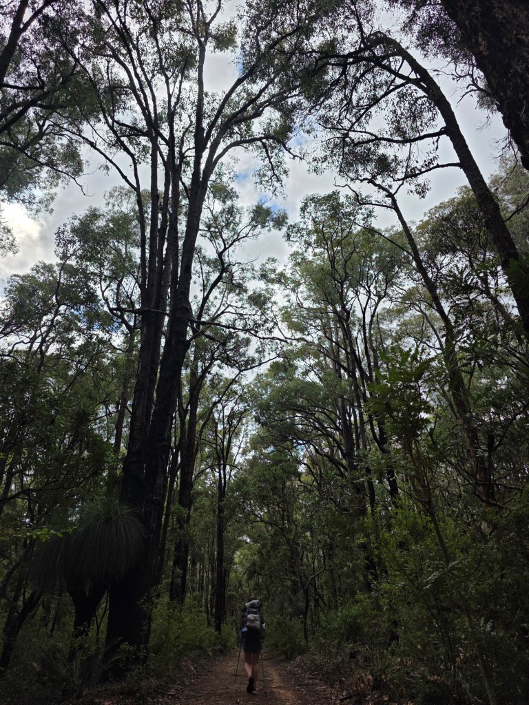 A hiker walking along a dirt path in a dense forest with tall trees and overcast skies.
