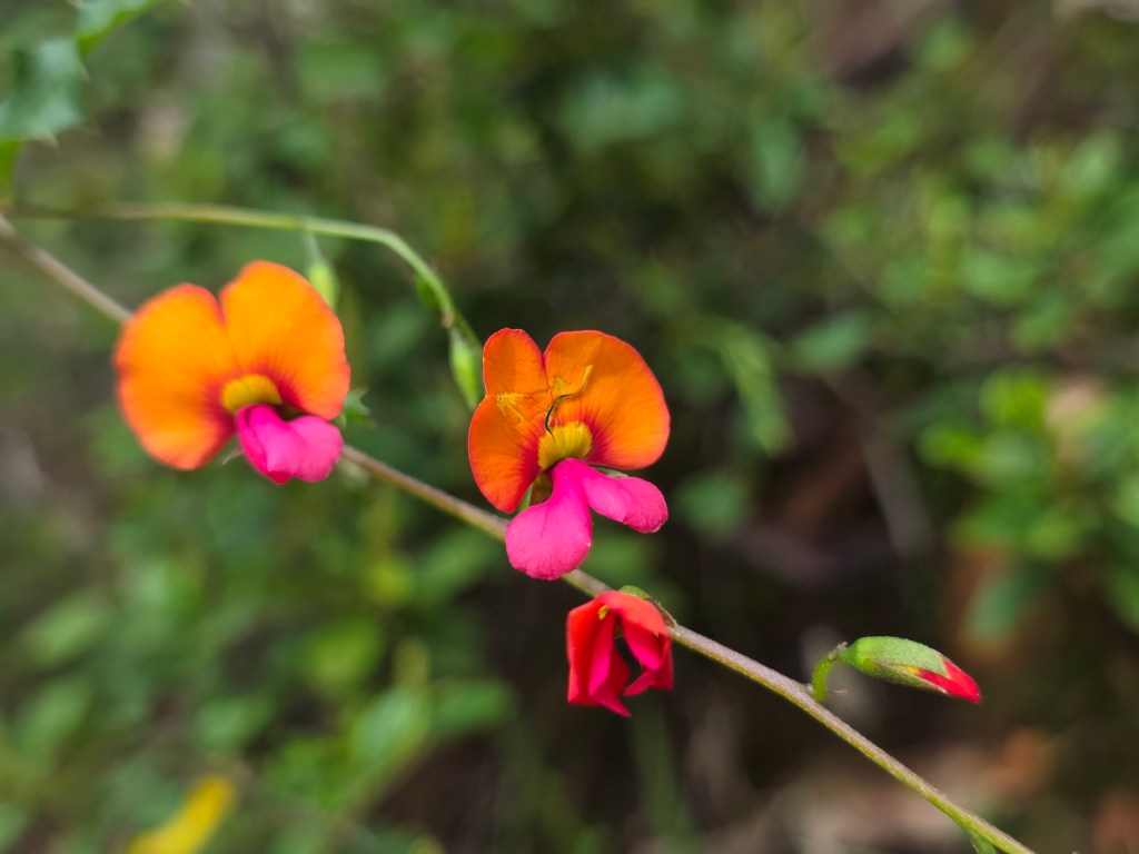 Close-up of vibrant flowers featuring orange and pink petals, with green foliage in the background.