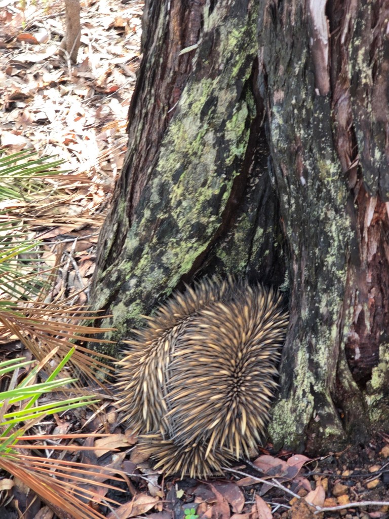 A echidna resting against the trunk of a tree, partially hidden among fallen leaves and underbrush.