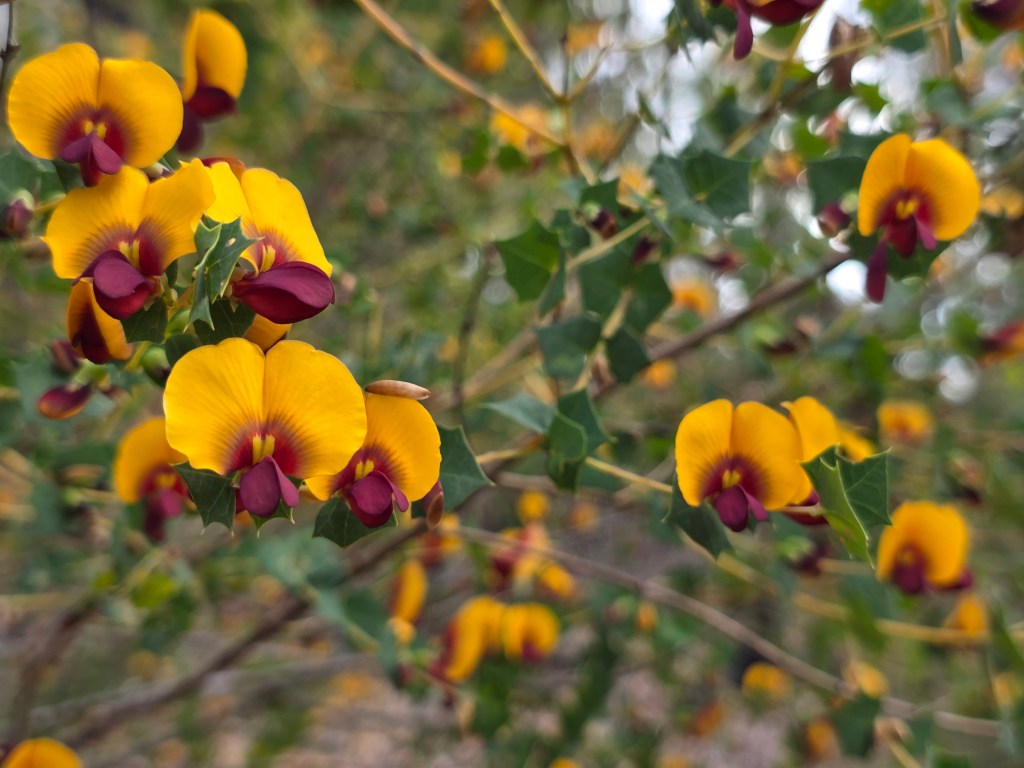 Close-up of vibrant yellow and maroon flowers surrounded by green foliage.