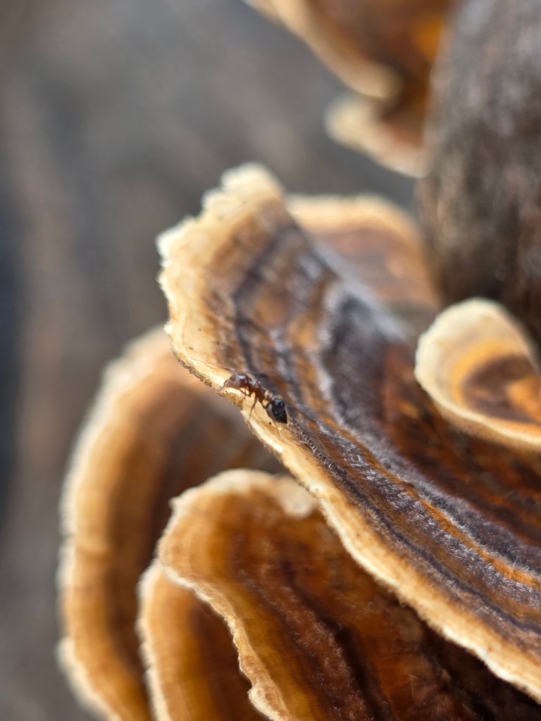 A close-up of a small ant walking on a layered, textured mushroom cap.