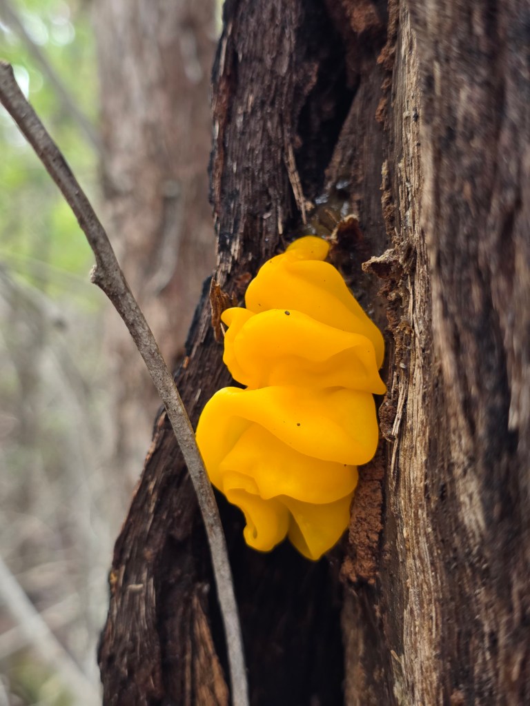 A close-up of bright yellow fungus growing on a tree trunk, surrounded by textured bark.