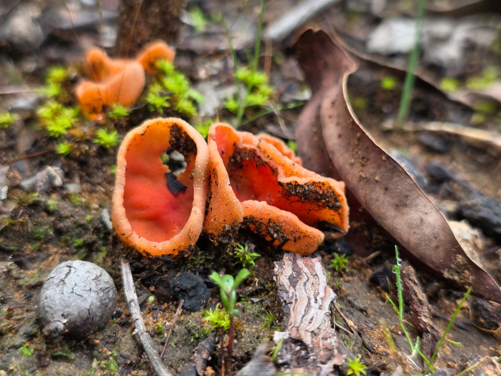Close-up view of orange mushrooms growing on forest floor with leaves and small green plants in the background.
