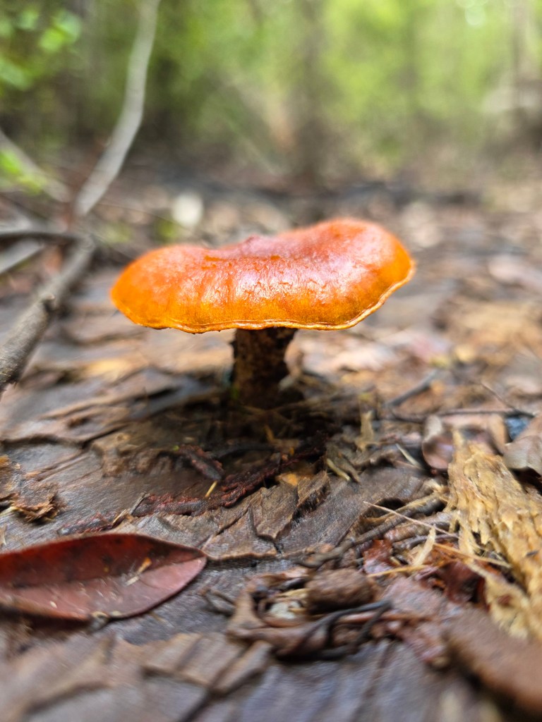 Close-up of a bright orange mushroom growing on forest floor covered with leaves and twigs.
