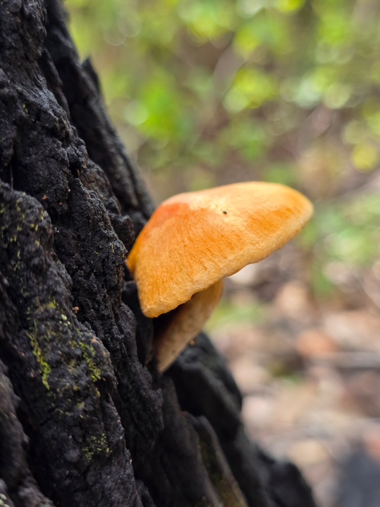 A close-up of an orange mushroom growing on dark, textured bark, set against a blurred green background.