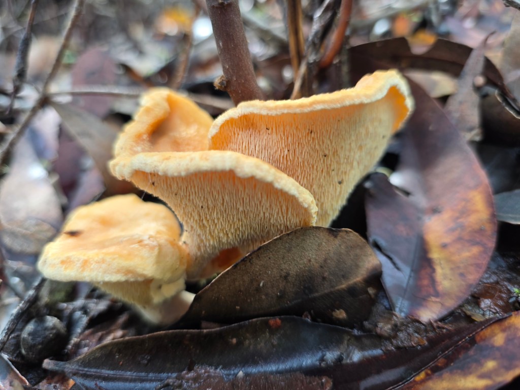 Close-up of a bright orange mushroom growing among brown leaves and twigs on the forest floor.