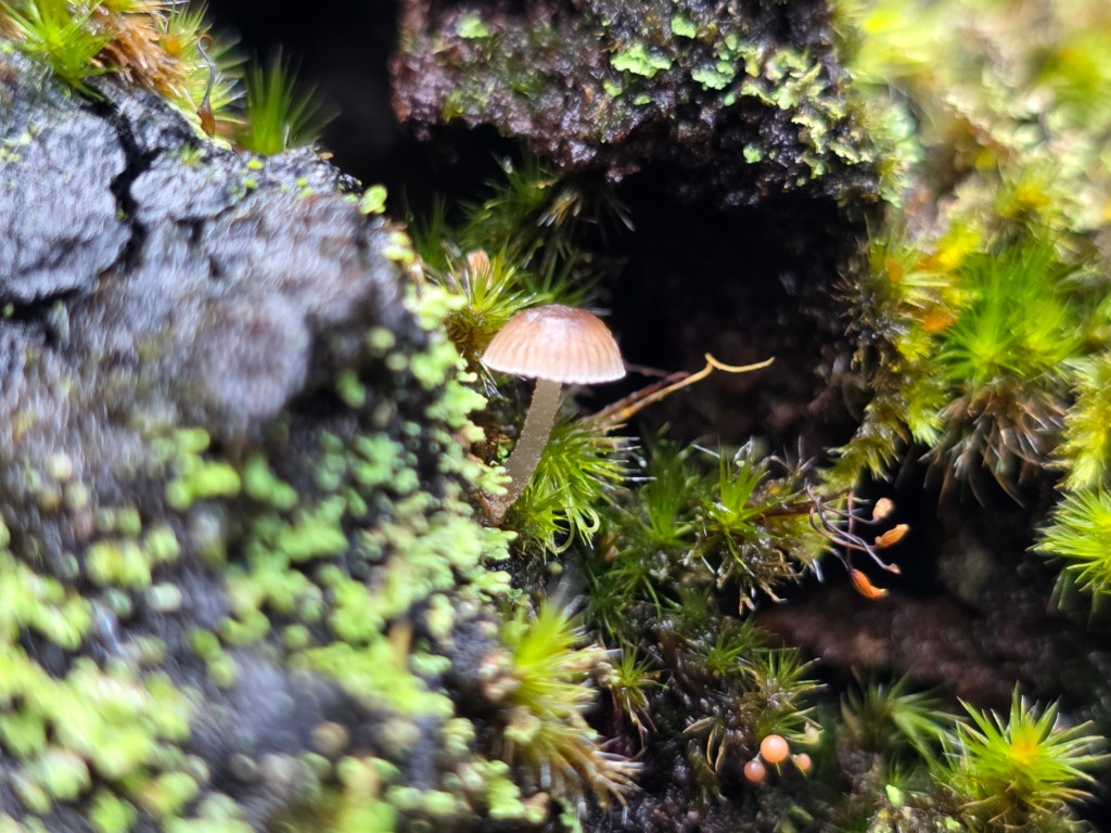 A small mushroom growing amidst moss and damp bark in a forest setting.