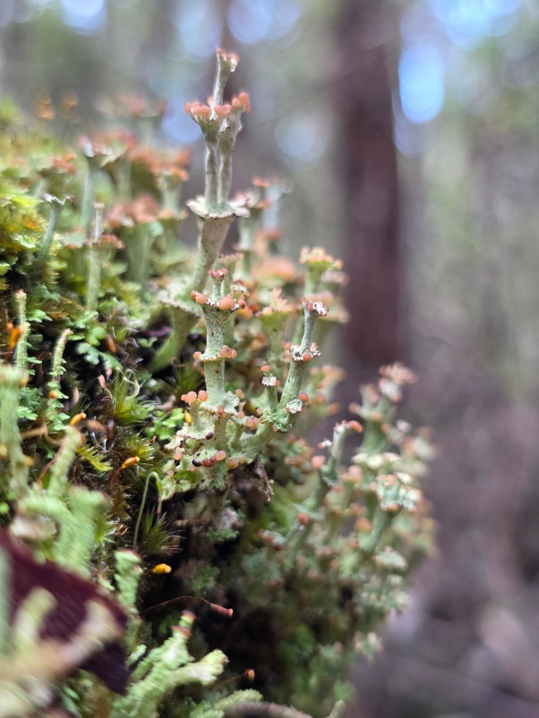 Close-up of green and orange lichen growing on wood in a forest, showcasing small, delicate structures.