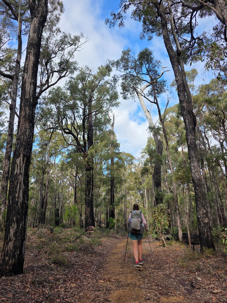 A person hiking on a dirt trail surrounded by tall trees in a forest, with a blue sky partially covered by clouds.