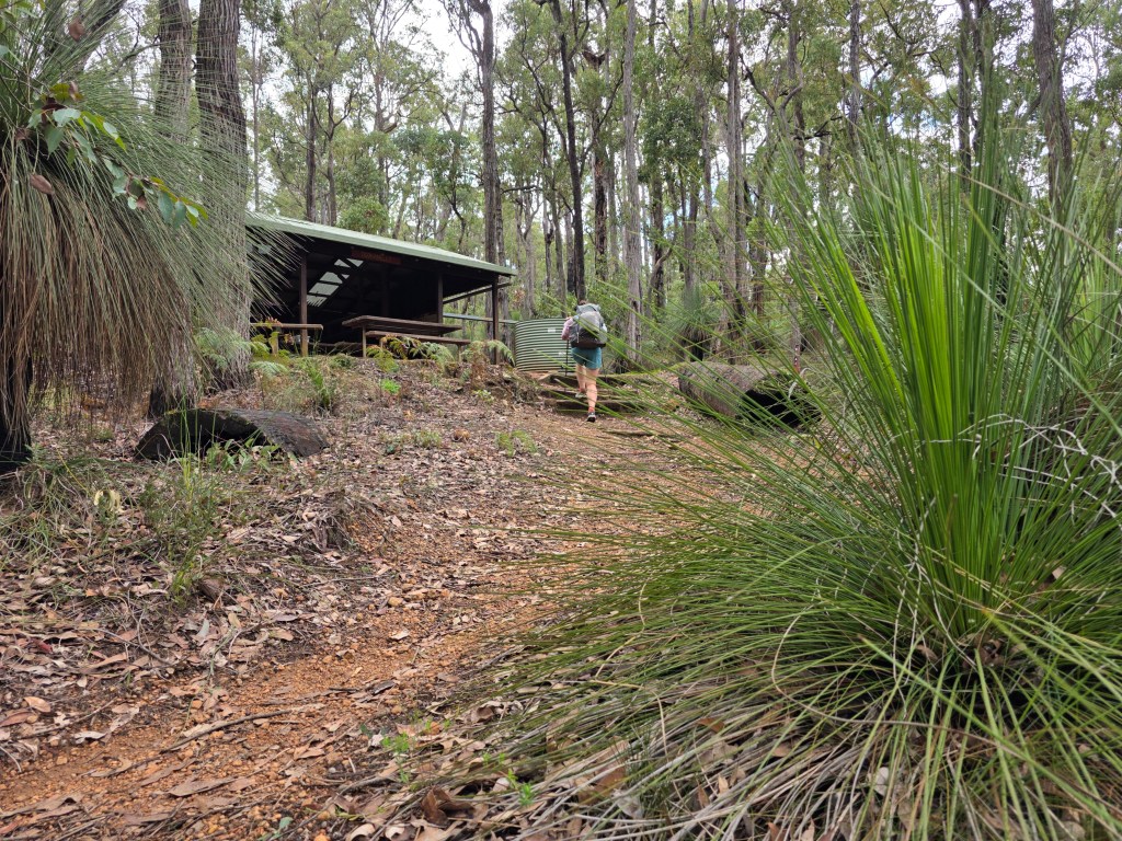 A person hiking on a dirt path surrounded by tall trees and shrubs, approaching a small shelter in a forested area.
