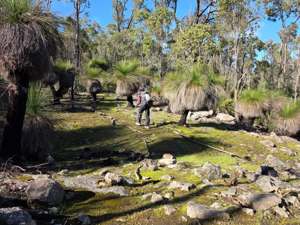 A person walking through a lush, green landscape in a forest, surrounded by grass trees and rocky terrain under a clear blue sky.