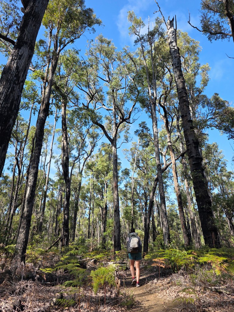 A hiker walking along a dirt trail through a tall forest with green trees and a clear blue sky.