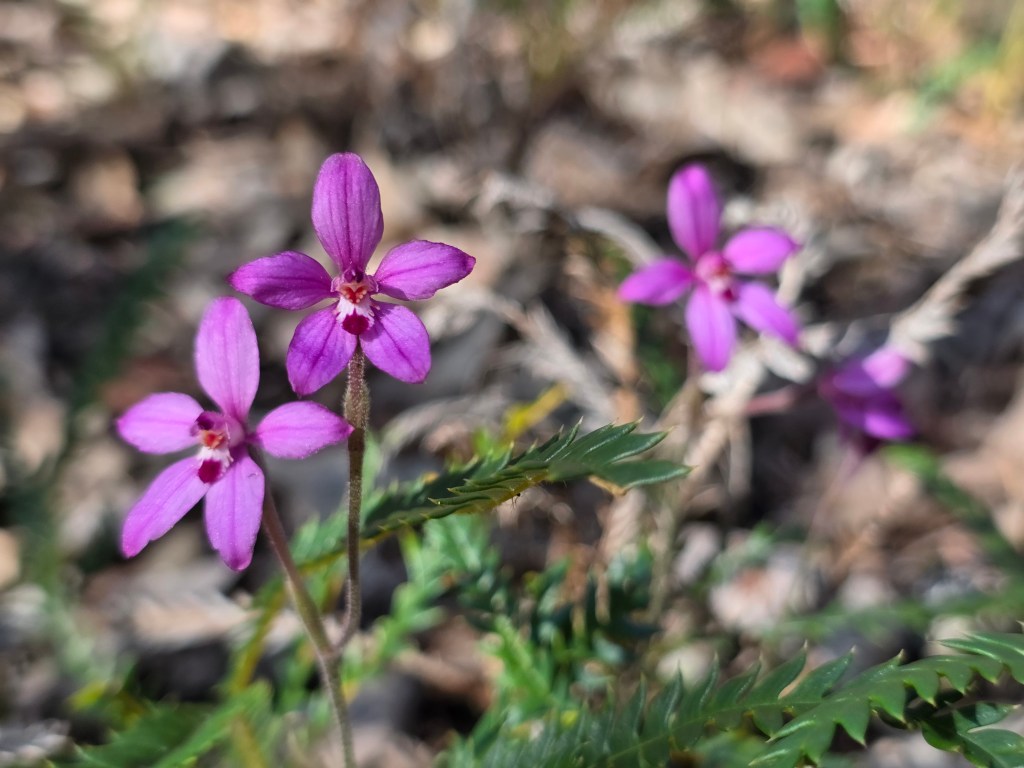 Close-up of vibrant purple flowers with delicate petals and green foliage in the background.