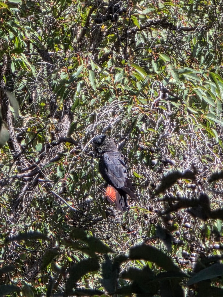 A bird perched among dense green foliage, displaying its vibrant red underparts and dark feathers.
