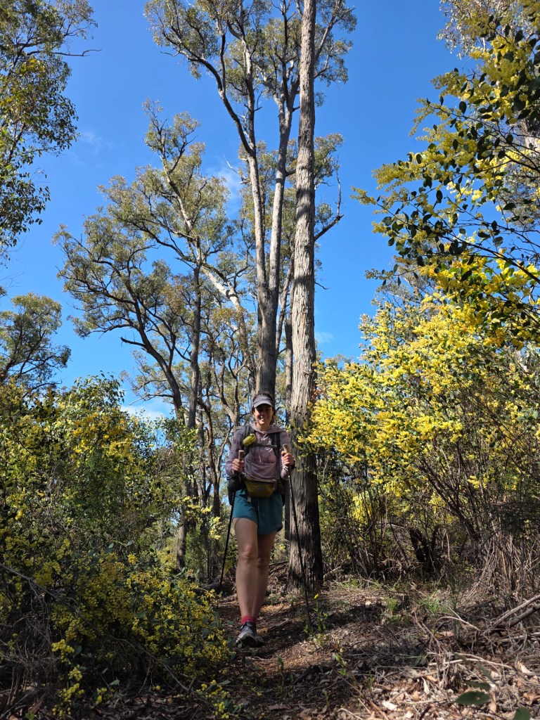A woman hiking along a trail surrounded by tall trees and flowering bushes on a sunny day.