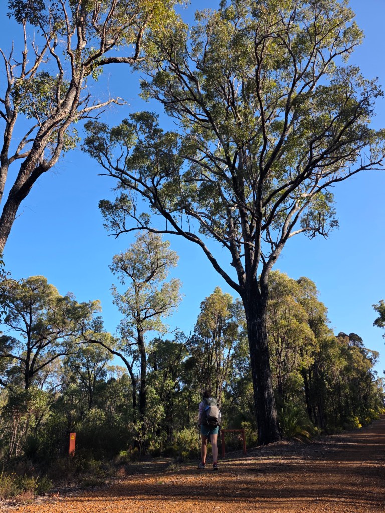 A hiker with a backpack walks along a dirt path surrounded by tall trees and blue sky.