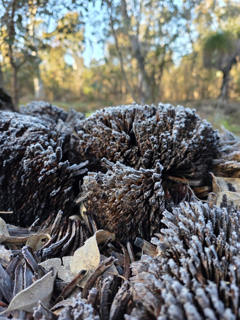 Close-up of frost-covered plant material surrounded by fallen leaves in a wooded area.