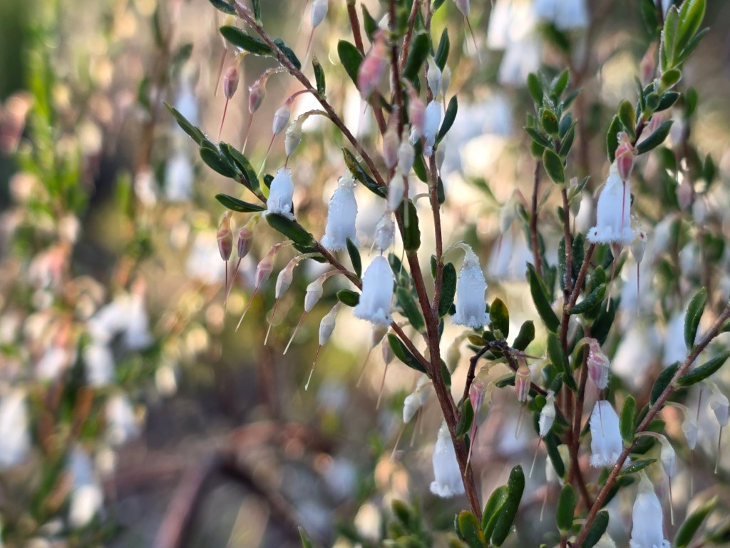 Close-up of a flowering plant with delicate white and pink bell-shaped flowers and green leaves.