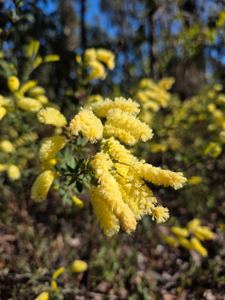 Close-up of fluffy yellow flowers against a blurred background of greenery and blue sky.