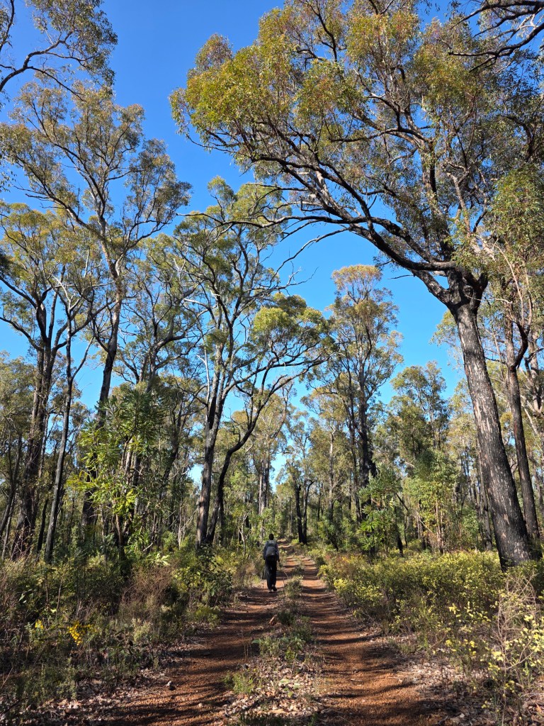 A person walking along a dirt path surrounded by tall trees and greenery under a clear blue sky.
