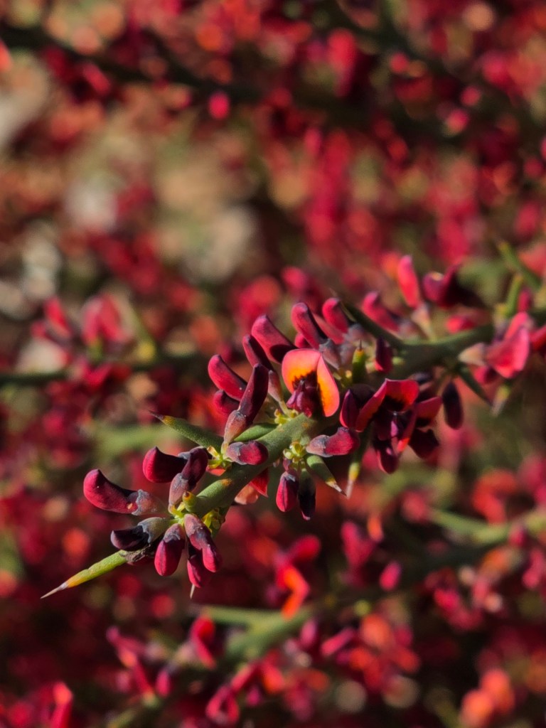 Close-up of bright red and orange flowering plant with spiky green leaves.