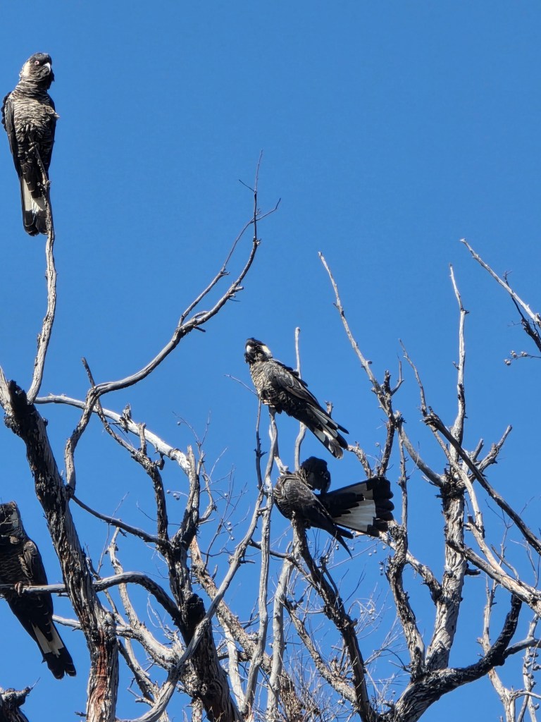 Several black birds perched on the bare branches of a tree against a clear blue sky.