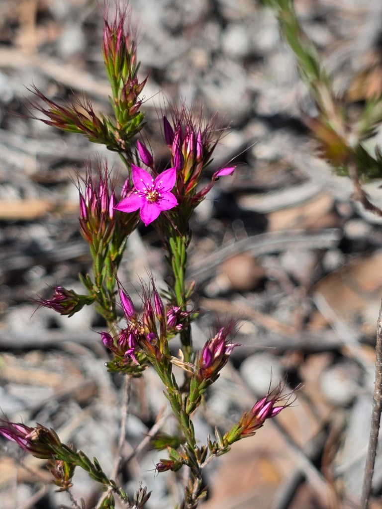 A close-up of a flowering plant with vibrant pink flowers and green foliage, set against a blurred background of dried leaves and earth.