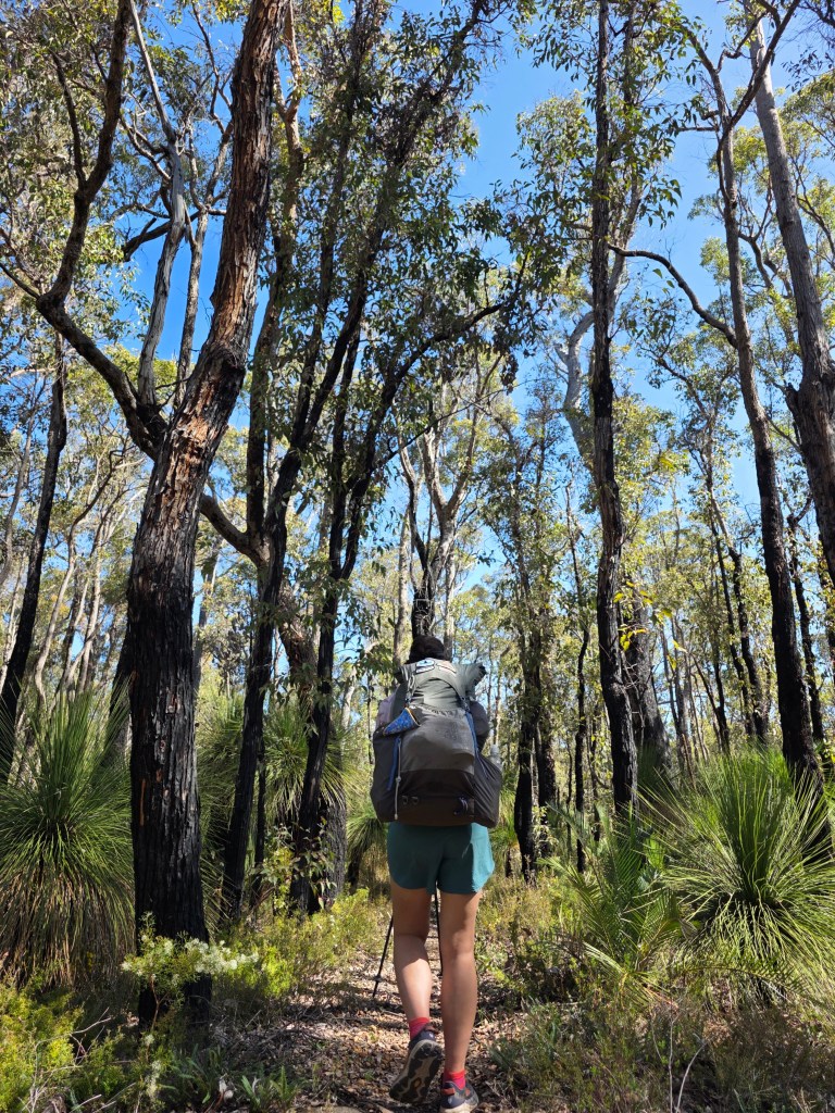 A hiker walking along a trail in a dense forest, surrounded by tall trees and lush greenery.