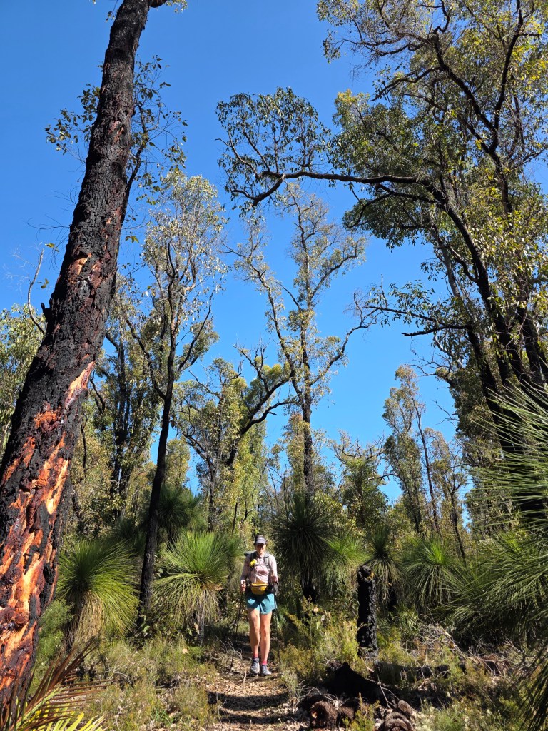 A hiker walking along a trail in a dense forest with tall trees and green foliage under a clear blue sky.