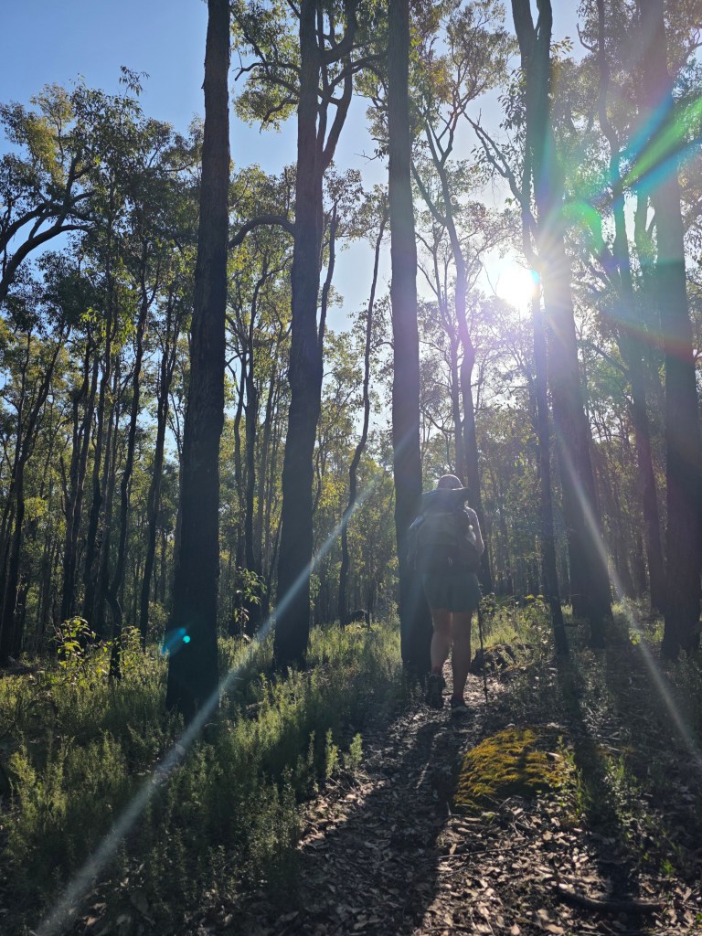 A hiker walking along a sunlit trail in a dense forest, surrounded by tall trees and bright sunlight filtering through the leaves.