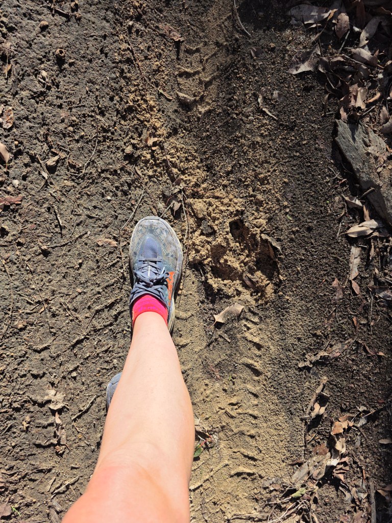 A close-up view of a hiker's foot in a running shoe stepping on a dirt path, with leaves and earth visible around.