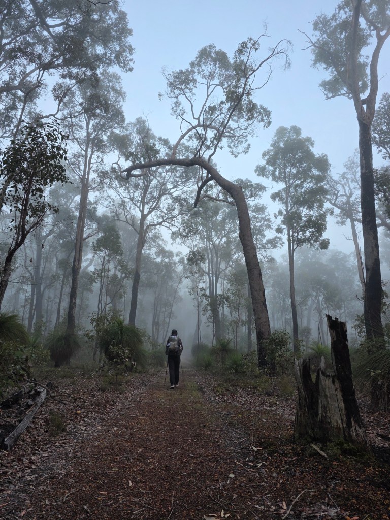 A person walking along a misty path in a dense forest, surrounded by tall trees and undergrowth.