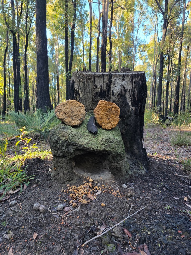 A whimsical arrangement of rocks and natural materials resembling a face on a tree stump in a forest setting.
