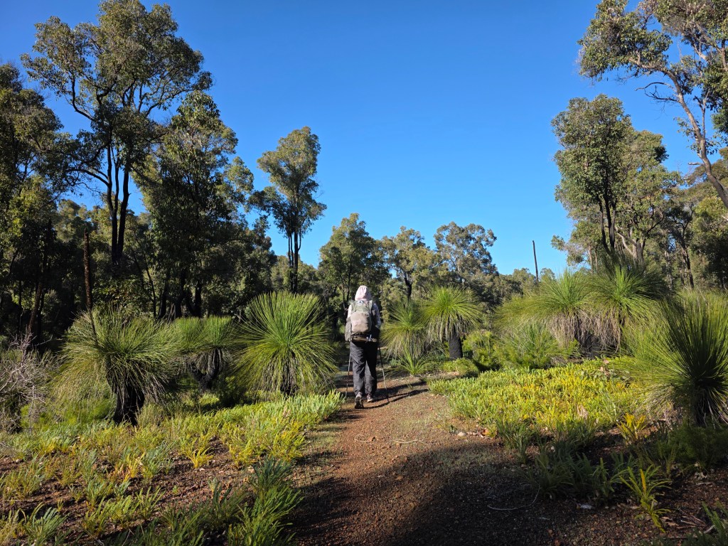 A person walking on a path surrounded by lush green plants and tall trees under a clear blue sky.