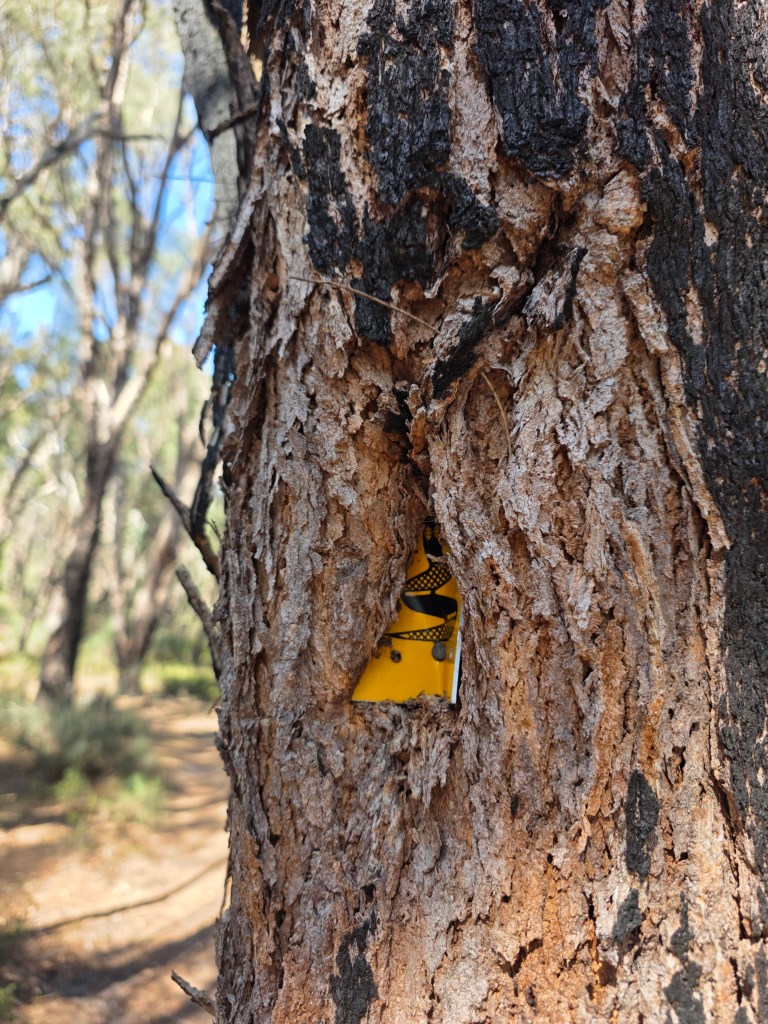 A close-up view of the rough bark of a tree with a yellow object partially visible in a hollow section.